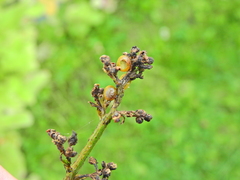 Cionus scrophulariae