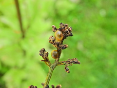 Cionus scrophulariae