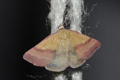 Phytometra viridaria