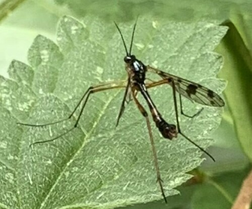 orange-marked cranefly, Amsterdam Nieuw-West, Amsterdam, Nederland, photo 10 of 10