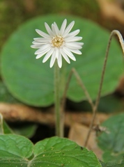 Gerbera sylvicola