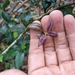 Ilex memecylifolia