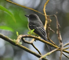 Myiarchus cephalotes