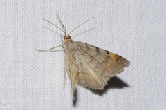 Macaria liturata
