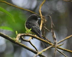 Myiarchus cephalotes