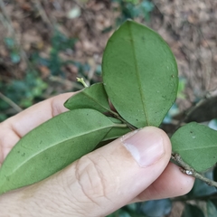 Ilex memecylifolia