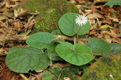 Gerbera sylvicola