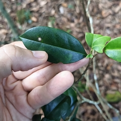 Ilex memecylifolia