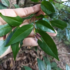 Ilex memecylifolia