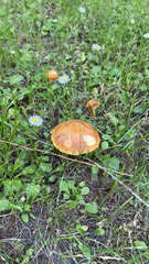 Suillus grevillei