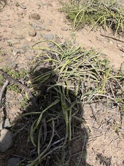 Cissus quadrangularis