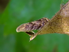 Grapholita janthinana