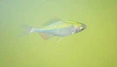 Rhodeus