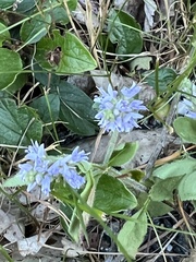 Veronica officinalis
