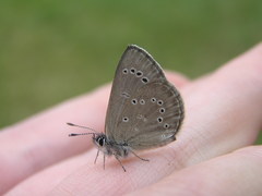 Glaucopsyche lygdamus