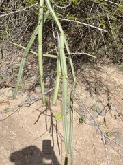 Cissus quadrangularis
