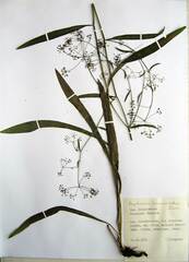 Bupleurum komarovianum