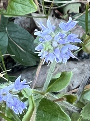 Veronica officinalis