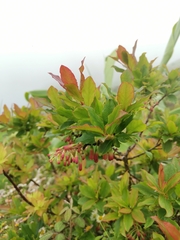 Vaccinium cylindraceum