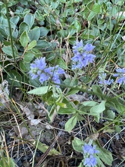 Veronica officinalis