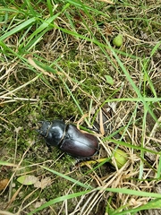 Lucanus cervus