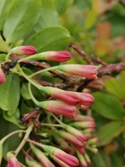 Vaccinium cylindraceum