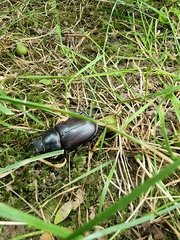 Lucanus cervus