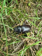 Lucanus cervus