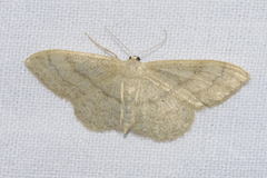 Idaea deversaria