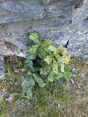 Quercus robur