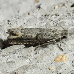 Epiblema minutana