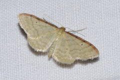Idaea humiliata