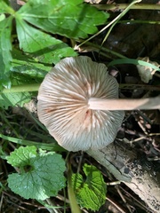 Trichopilus