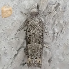 Epiblema minutana