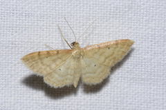 Idaea humiliata