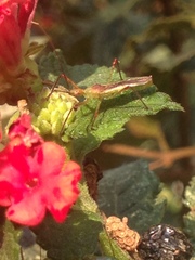 Atopozelus