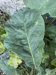 Quercus robur