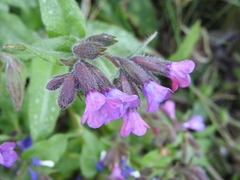 Pulmonaria longifolia