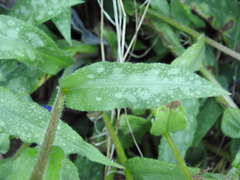 Pulmonaria longifolia