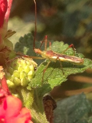 Atopozelus