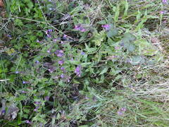 Pulmonaria longifolia