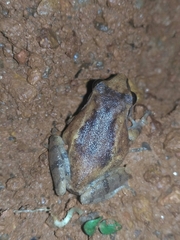 Pseudophilautus wynaadensis