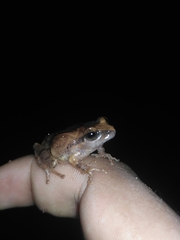 Pseudophilautus wynaadensis