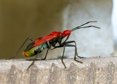 Dindymus sanguineus