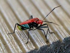 Dindymus sanguineus