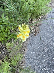 Linaria vulgaris