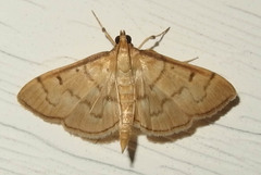 Herpetogramma theseusalis