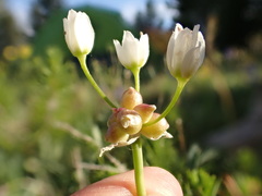 Allium geyeri tenerum