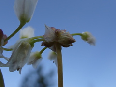 Allium geyeri tenerum