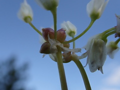 Allium geyeri tenerum